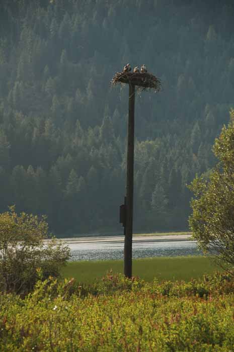 Osprey nest on pole